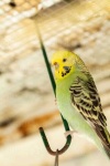 image of parakeet