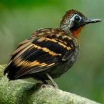 image of bird