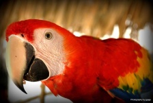 image of parrot #30