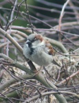 image of animal
