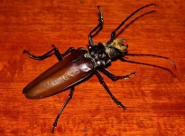 image of long_horned_beetle