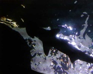 image of hammerhead