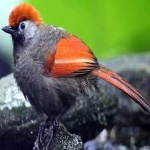 image of bird