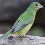image of bird