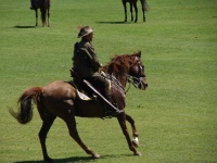 image of animal