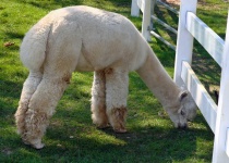 image of alpaca #2