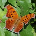 image of animal
