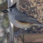image of bird