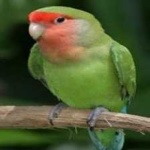 image of bird