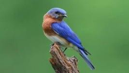 image of bluebird