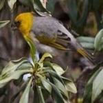 image of bird