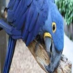 image of lears_macaw #14