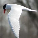 image of bird