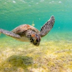 image of animal