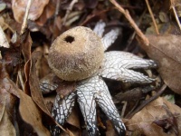 image of earthstar #33