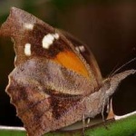 image of animal