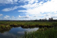 image of wetland
