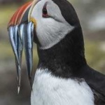 image of bird