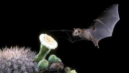 image of animal