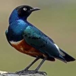 image of bird