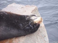 image of sea_lion