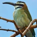 image of white_throated_bee_eater #17