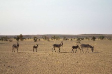 image of animal