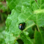 image of leaf_beetle