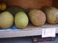 image of jackfruit