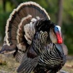 image of bird