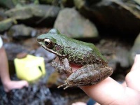 image of tree_frog