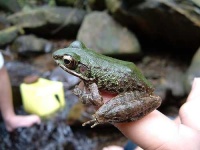 image of tree_frog #11