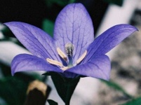 image of balloon_flower #1