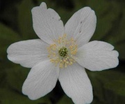 image of flower