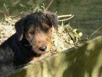 image of airedale