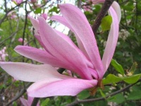 image of magnolia #5