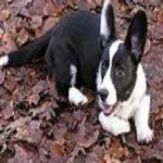 image of animal
