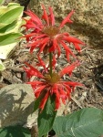 image of flower