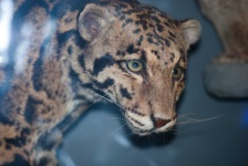 image of animal