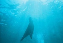 image of sea_lion