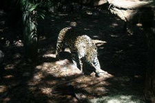 image of jaguar_car