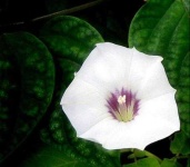 image of flower