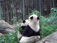 image of giant_panda