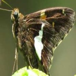 image of animal