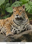 image of jaguar_car