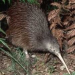 image of bird