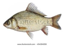 image of animal