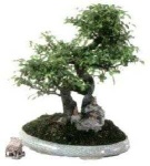 image of bonsai #9