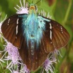 image of animal
