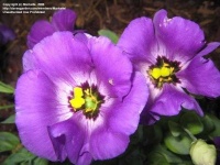 image of flower
